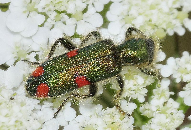 Trichodes dalla Grecia: T. quadriguttatus, Cleridae